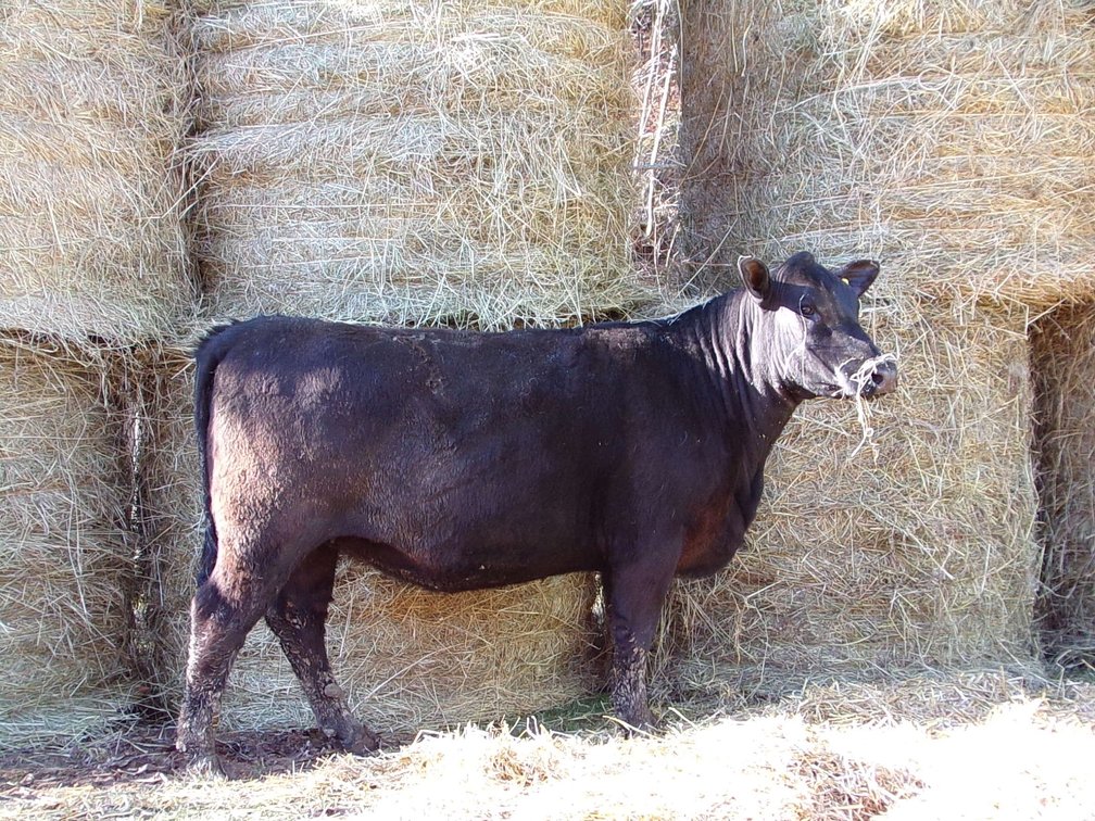 Commercial Angus Cross Heifer