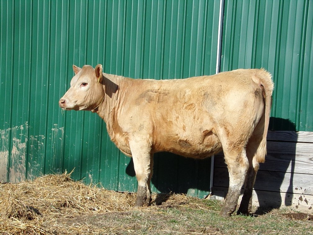 Open Charolais Cross Heifer