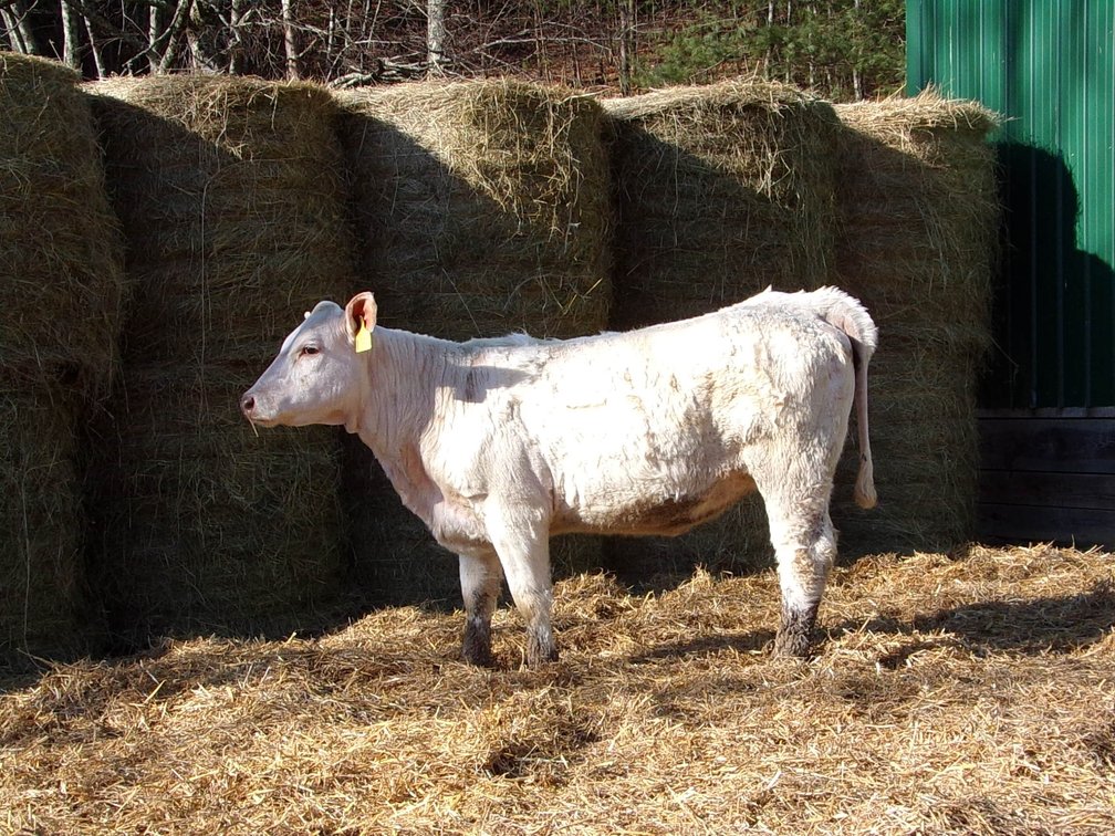 Commercial Charolais Heifer