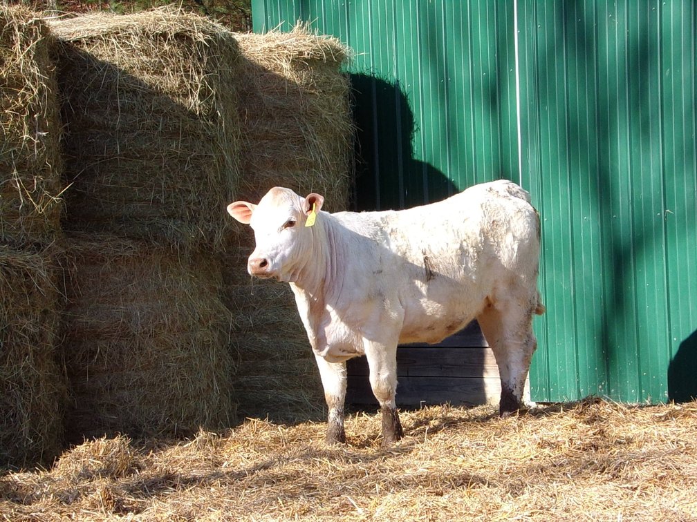 Commercial Charolais Heifer