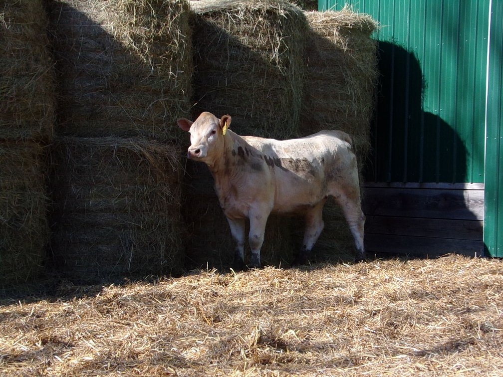 Commercial Charolais Heifer
