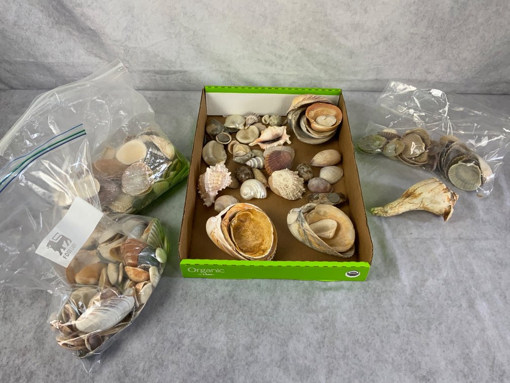 Seashells
