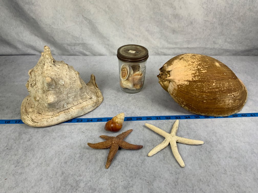 Seashells, Starfish, and Coconut