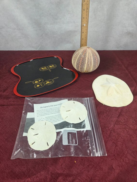 Natural Marine Shell Collection & Tray