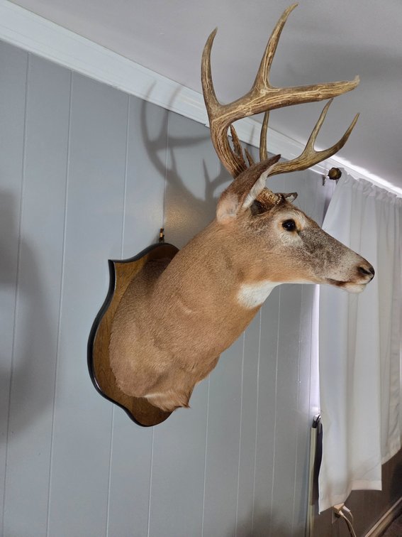 Taxidermy White-Tailed Deer Buck Shoulder Mount