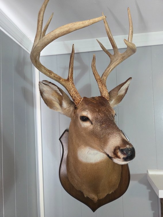 Taxidermy White-Tailed Deer Buck Shoulder Mount
