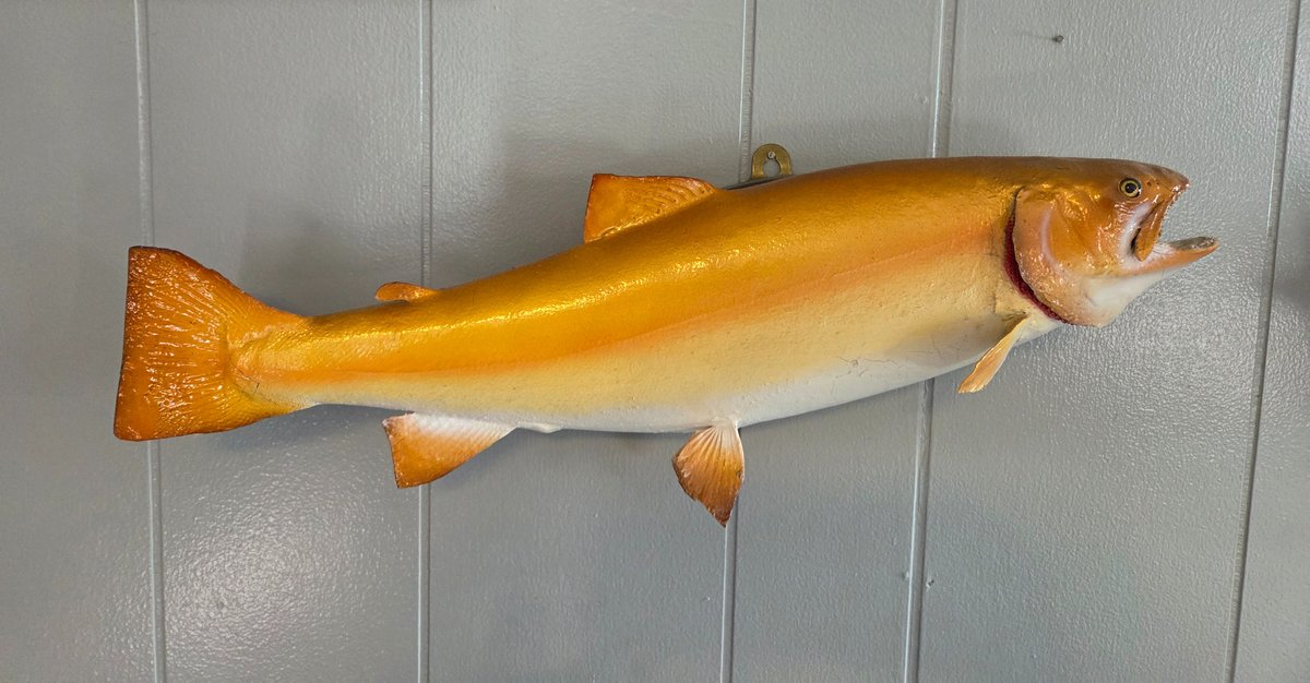 Golden Trout Fish Wall Mount