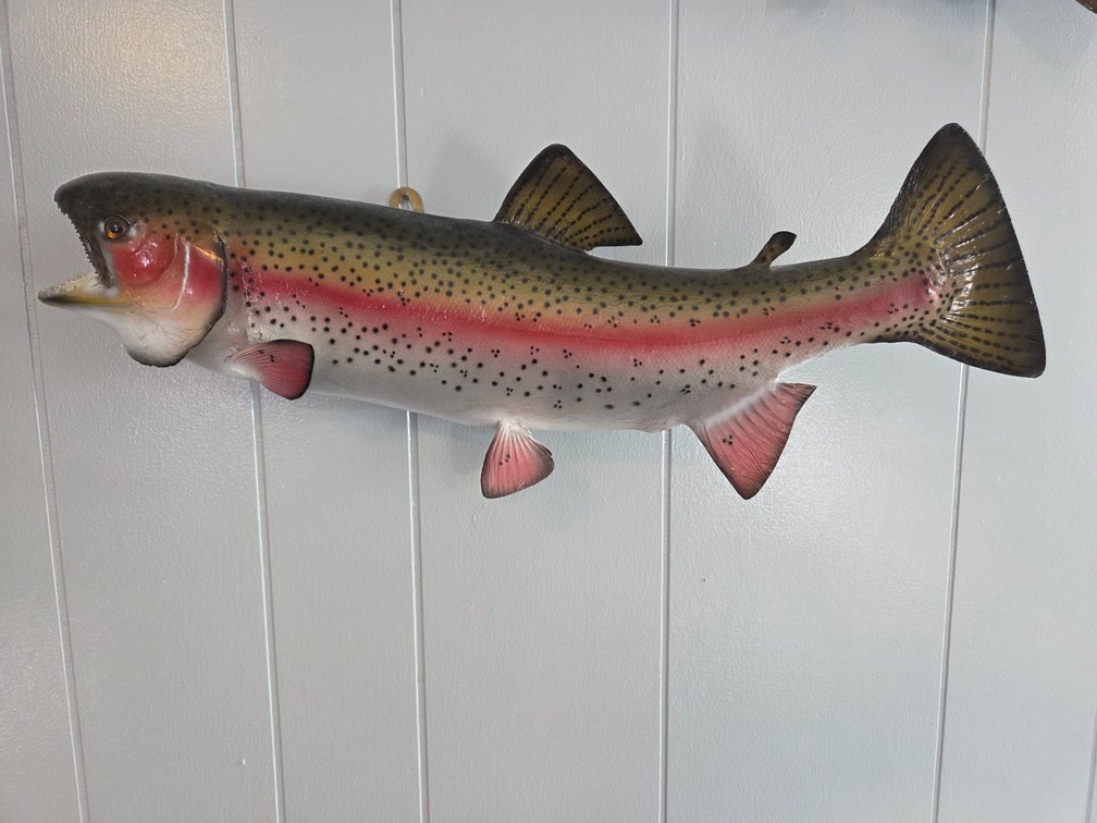 Rainbow Trout Fish Wall Mount