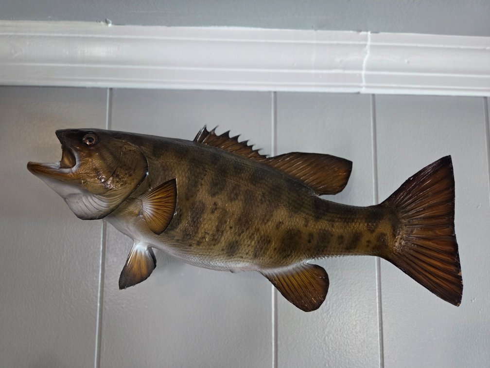 Taxidermy Smallmouth Bass Wall Mount