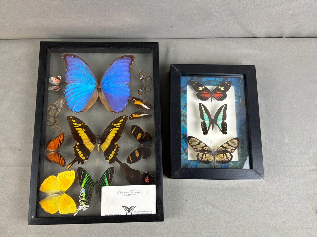 Framed Butterfly and Moth Specimen Displays