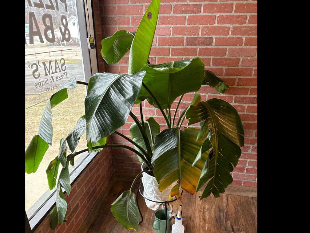 Live monstera plant in pot; 60” tall