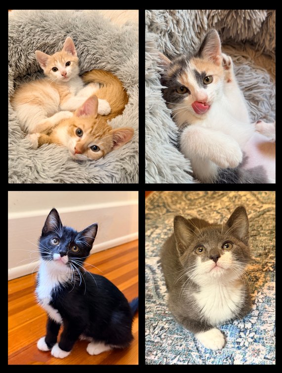 Name a Litter of Kittens