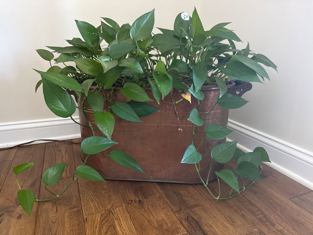 Antique Copper Ham Boiler with live plants