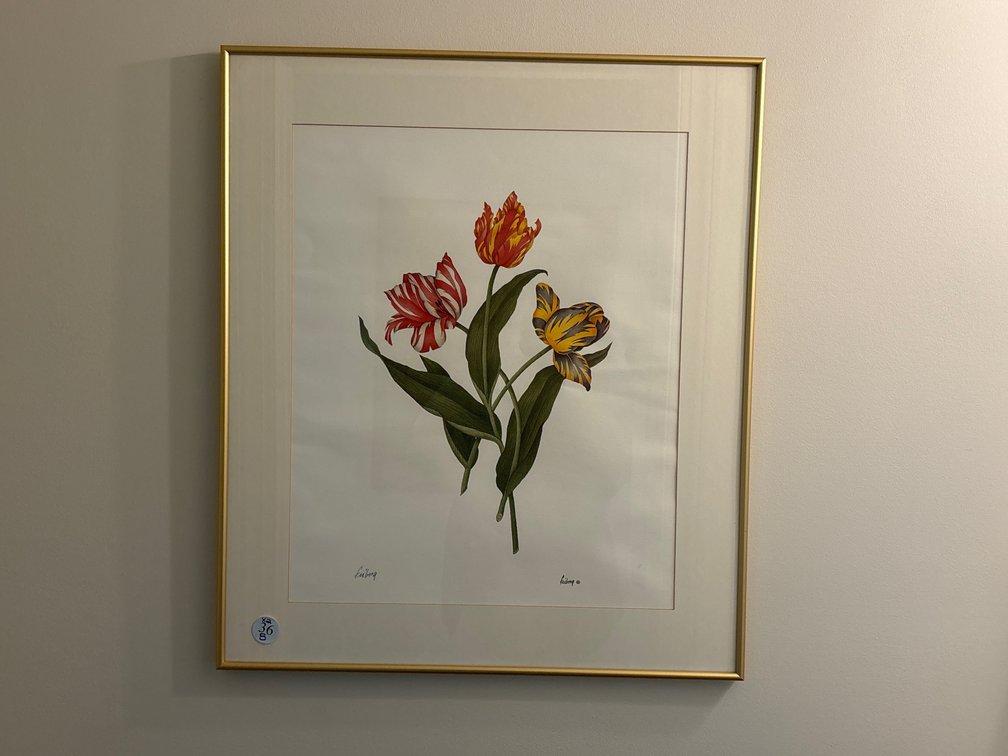 Signed botanicals, tulips; 23” x 27”; Johnathan Freborg