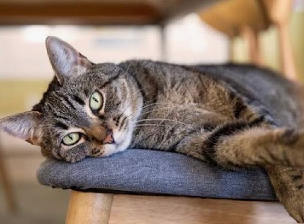 Pet Photo Session and Print