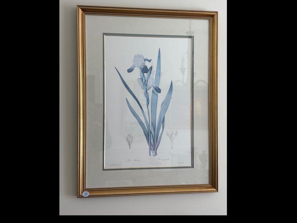 Redoute iris print, gold frame; 26” x 34”