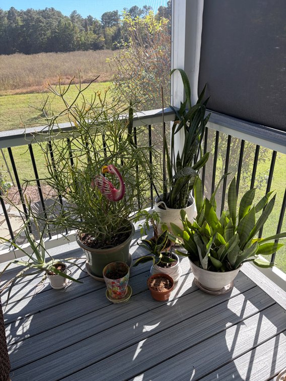 Lot of miscellaneous plant and pots