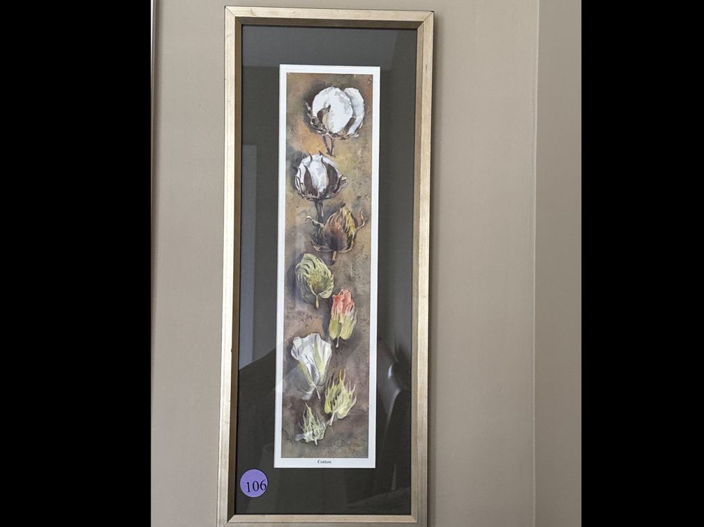Framed Print of Cotton 