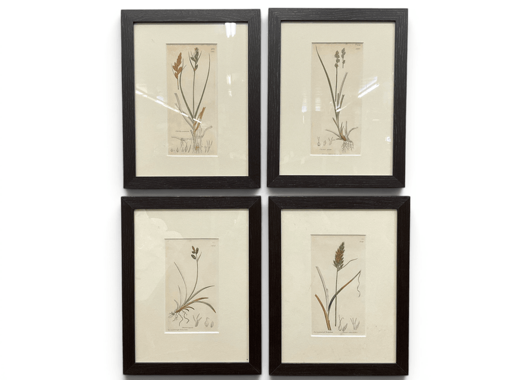 Four Sowerby's Botany Prints