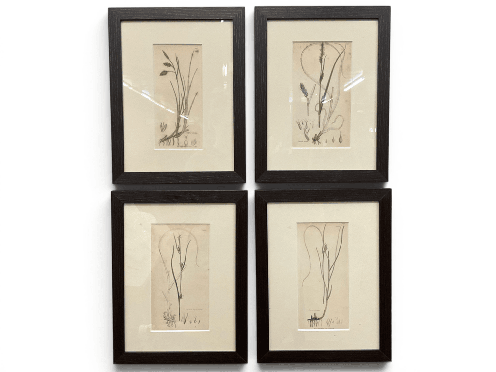 Four Sowerby's Botany Prints