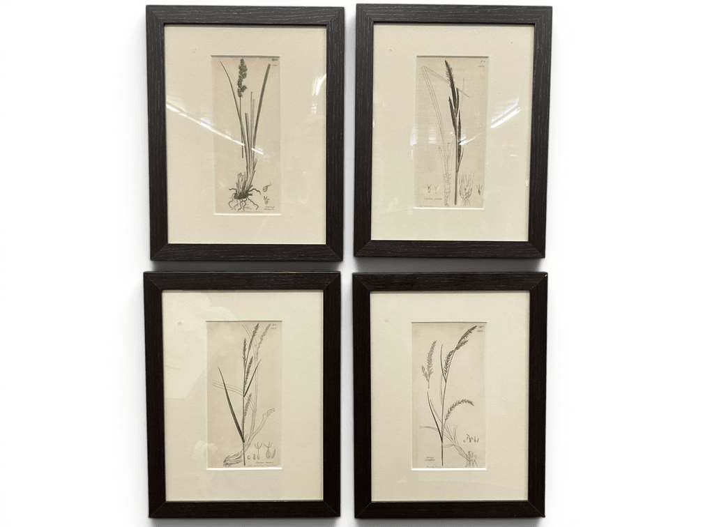 Four Sowerby's Botany Prints