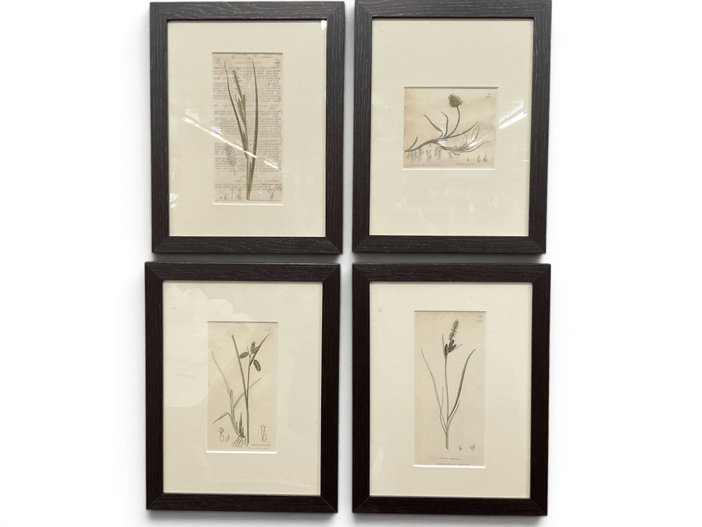 Four Sowerby's Botany Prints