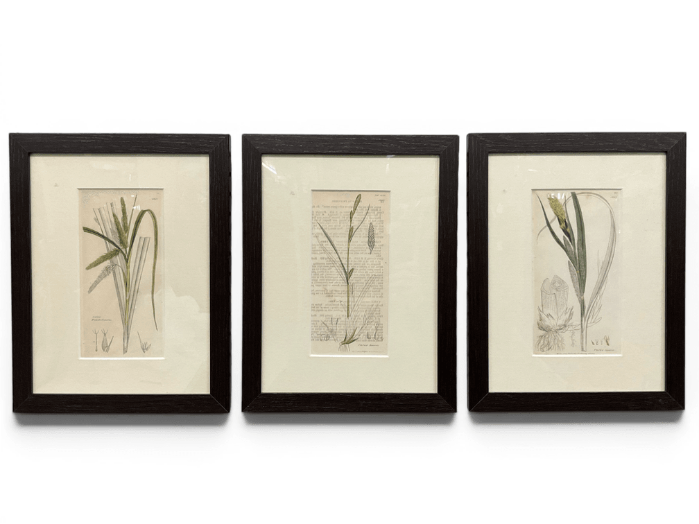 Three Sowerby's Botany Prints