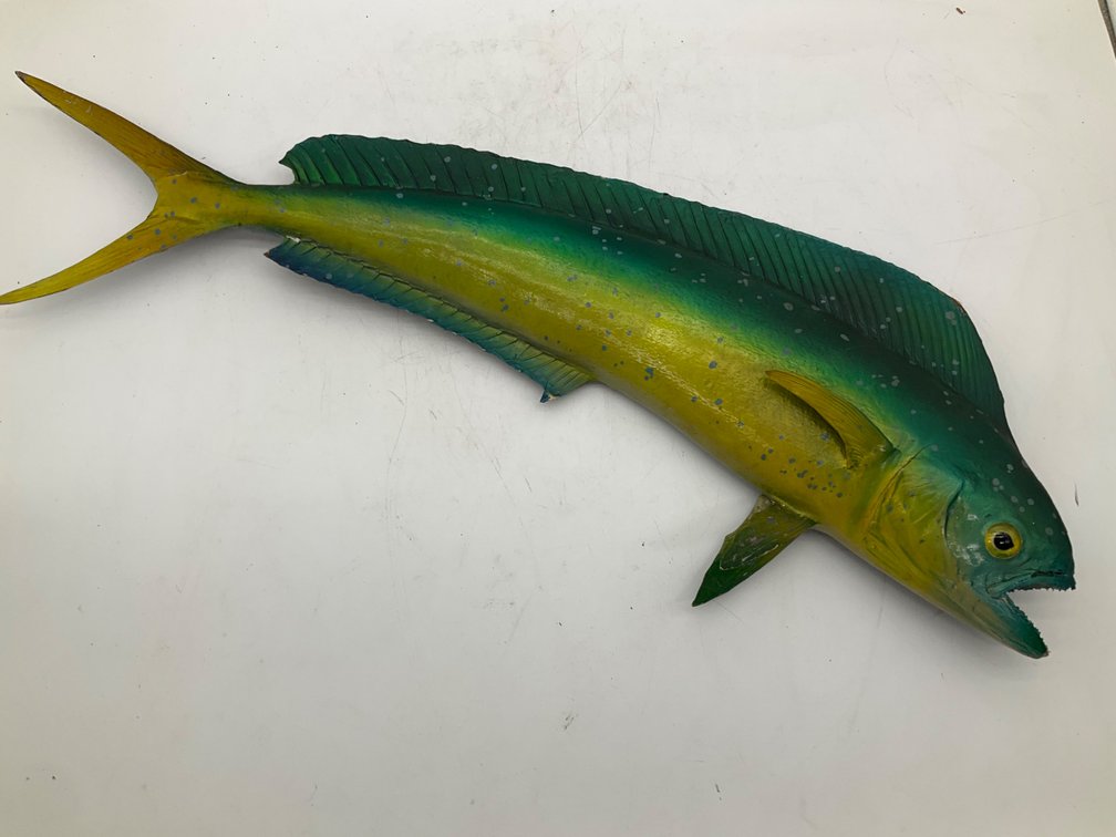 Dorado Taxidermy Fish Wall Hanging