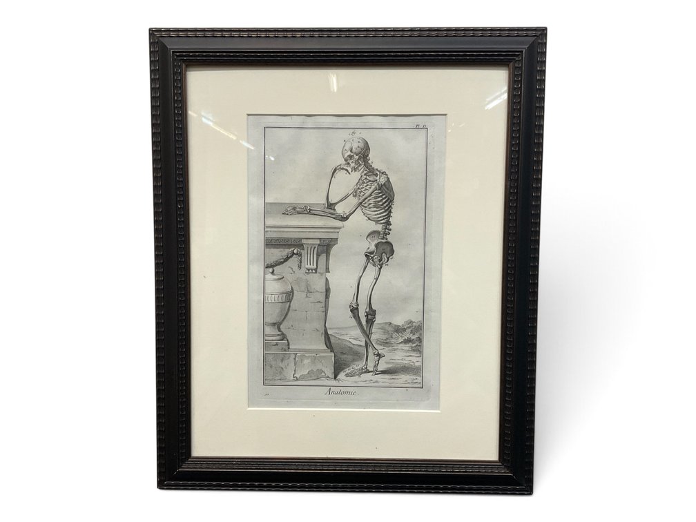 “Anatomie” Skeleton Engraving