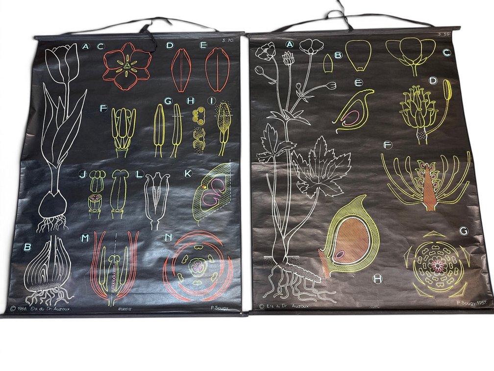 Pair of French Scientific Roll Up Posters