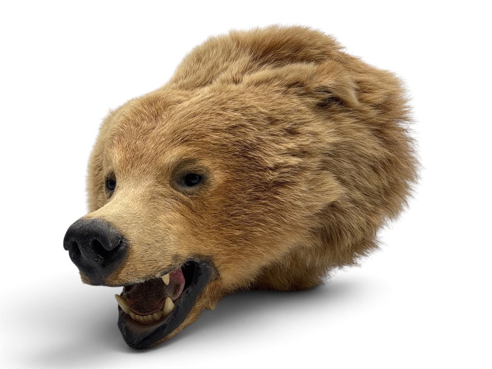 Brown Bear Taxidermied Head Mount