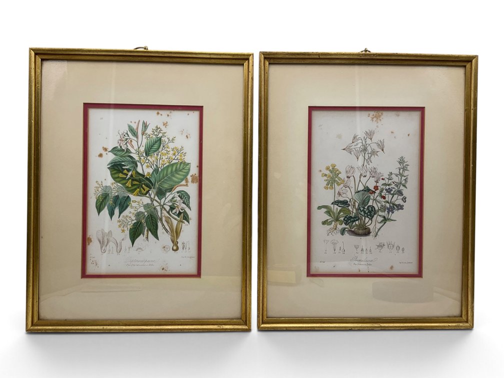 Two  Botanical Prints