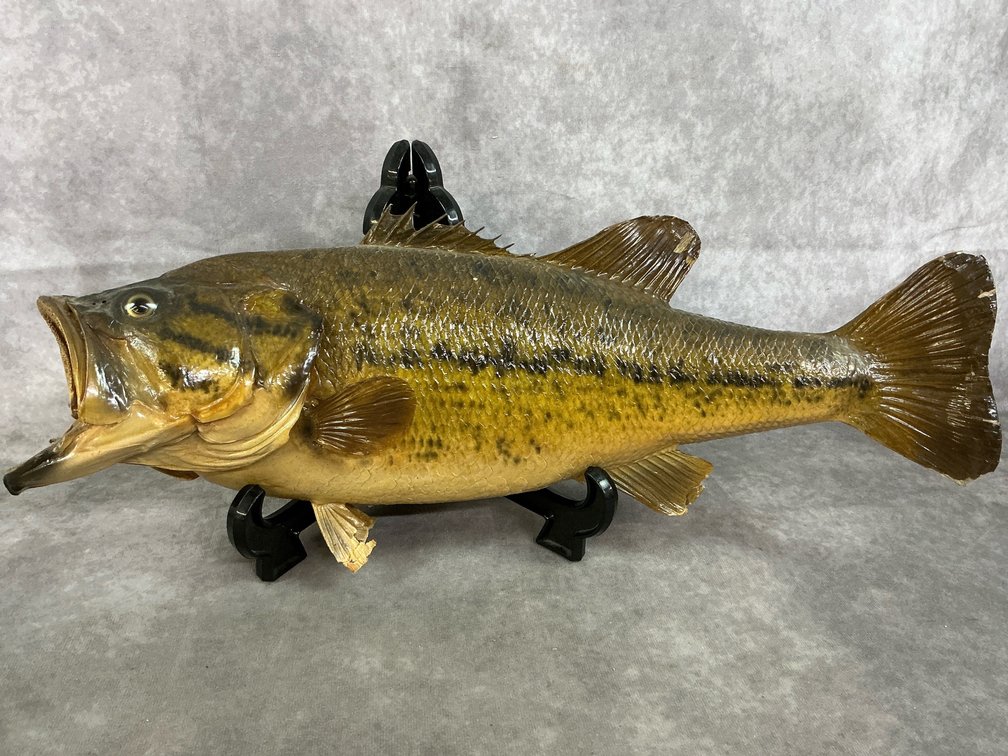 Largemouth Bass Mount