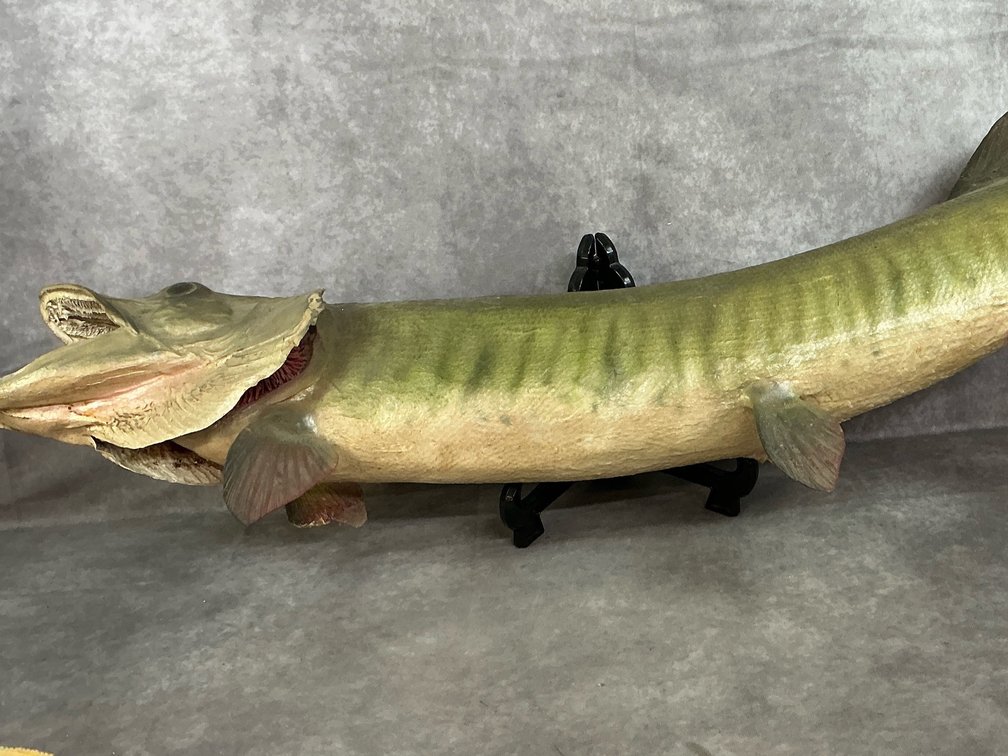 Taxidermy Mounted Muskie