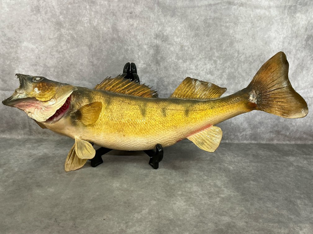 Walleye Fish