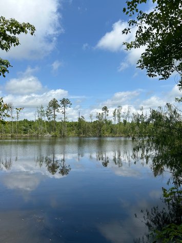 Image for LIVE AUCTION - Offering 122.78 Acres on Sawmill Road and Highway 280 in Montgomery County, Georgia