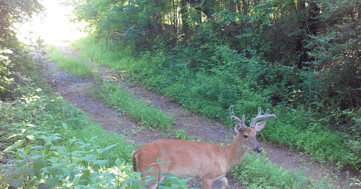 Image for 33.25 Acres with 5 Division Rights in Albemarle County. 5885 Brush Mountain Trl