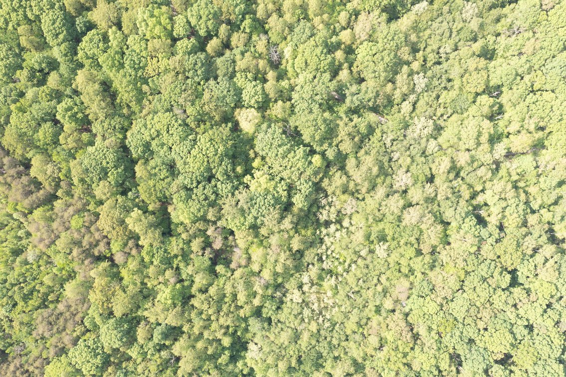 Image for Court Ordered Auction for the Estate of Charles Goode - 37 Acres in Powhatan, VA