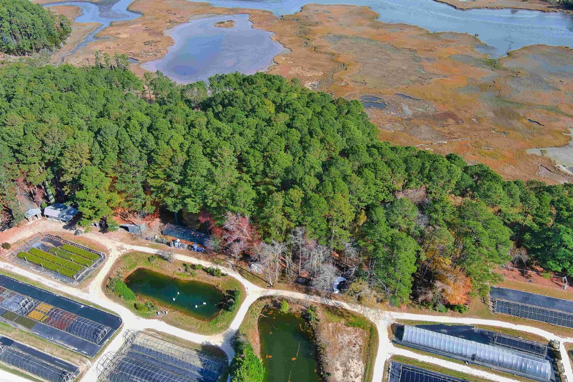 Image for Eastern Shore Farm Auction - 33 to 92 Acres - Creek Frontage, Hunting Land, Hobby Farm & Commercial Nursery - Virginia