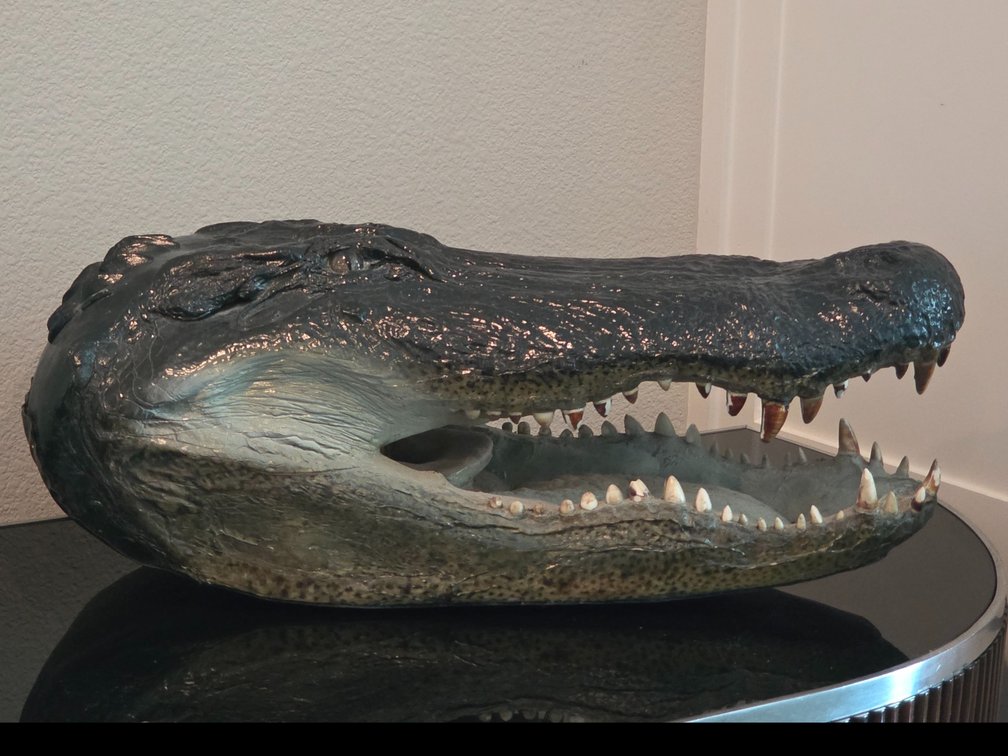 Vintage Taxidermied Alligator Head Sculpture with Exposed Teeth