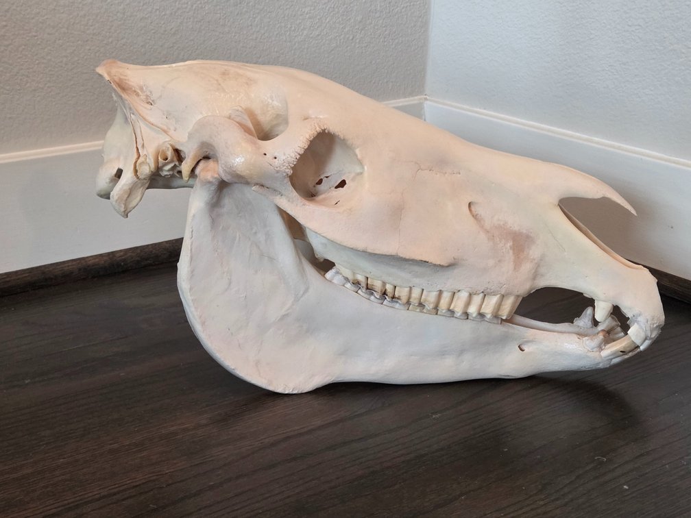 Horse Skull