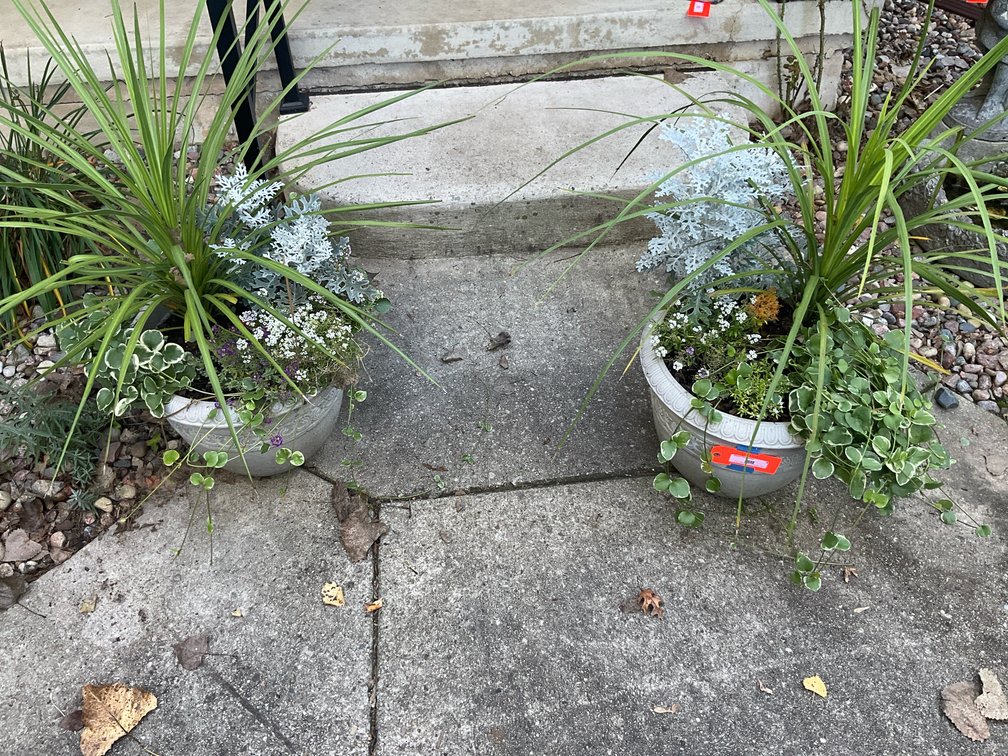 Pair of round gray planters with live plants-Outside