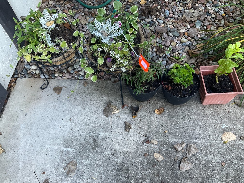 Assorted live plants & 2 garden hoses-Outside