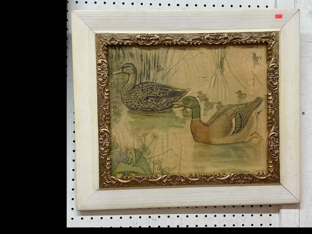 Framed mallard duck illustration in ornate gilt frame