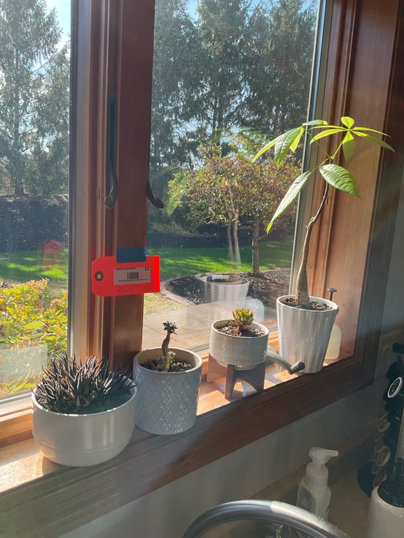 4 potted houseplants in white ceramic planters - Kitchen