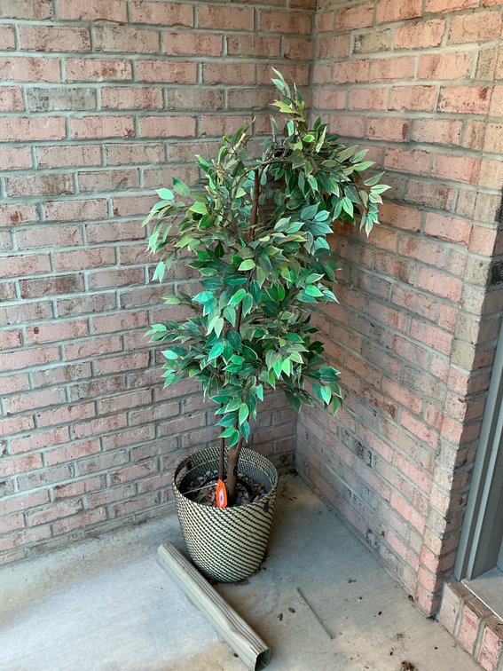 Artificial variegated ficus tree in woven basket - Front Porch