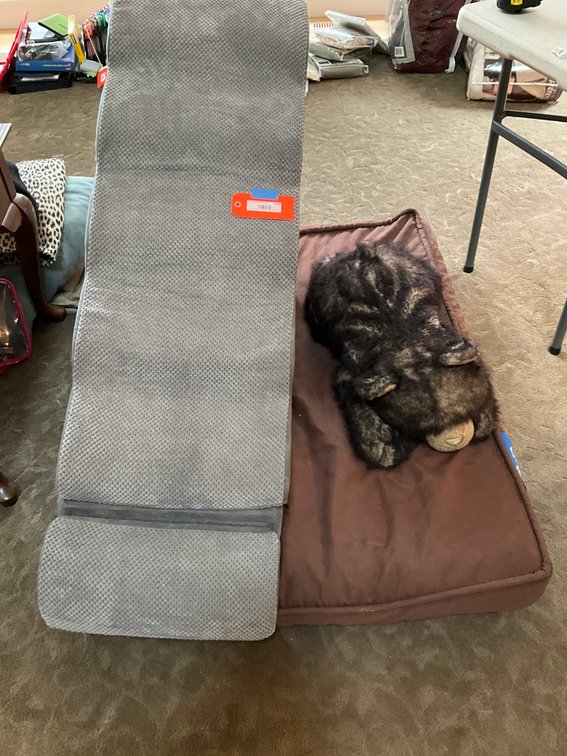 Foam pet ramp 27” tall , pet bed 36x48 & plush bear - Living Room Main Level