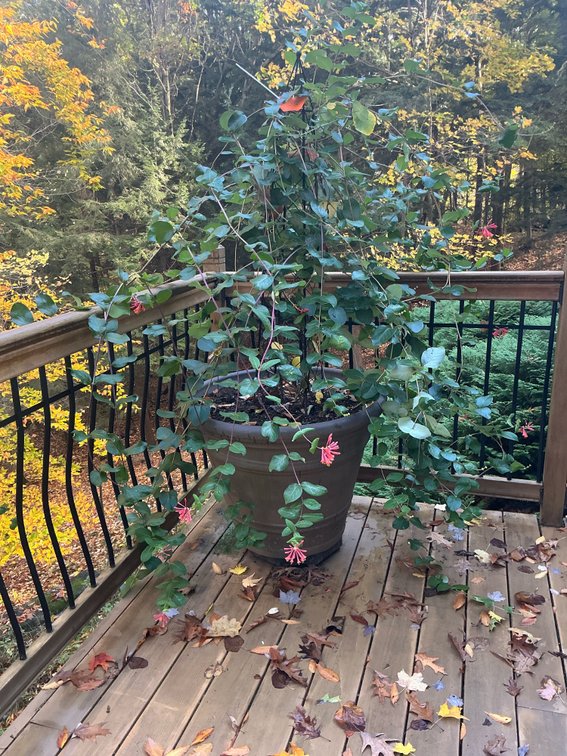 Flowering vine with metal obelisk trellis in planter - Deck