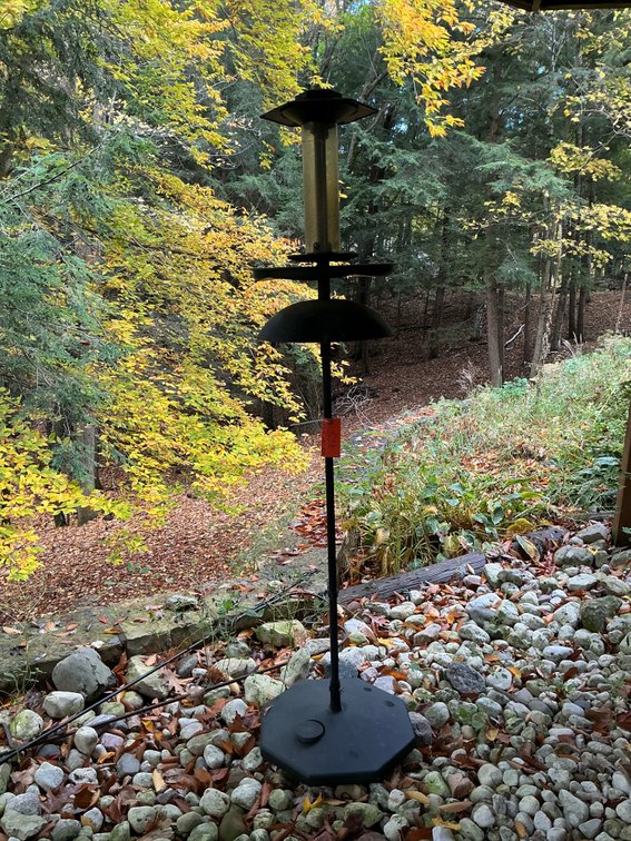 Pole-mounted tube bird feeder with squirrel baffle - Outside
