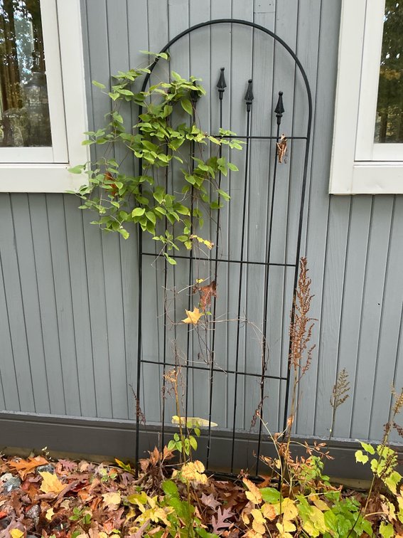 3 garden trellises - Outside